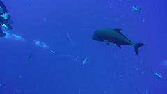 Caranx lugubris