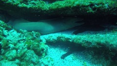 Gymnothorax castaneus