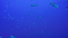 Cephalopholis colonus