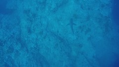 Carcharhinus galapagensis