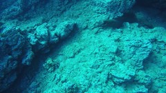 Gymnothorax castaneus