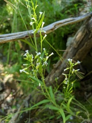 Boechera grahamii