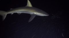 Carcharhinus galapagensis