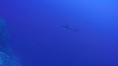 Carcharhinus galapagensis