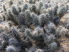 Grusonia kunzei