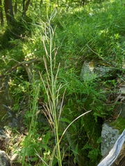 Boechera grahamii