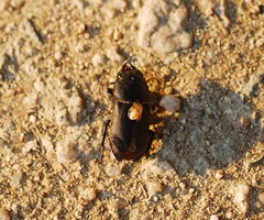 Dorcus rectus