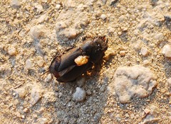 Dorcus rectus