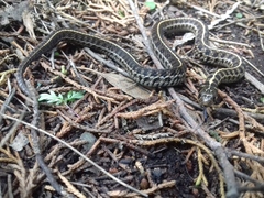 Thamnophis scaliger