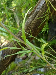 Boechera grahamii