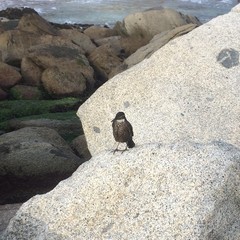 Cinclodes nigrofumosus