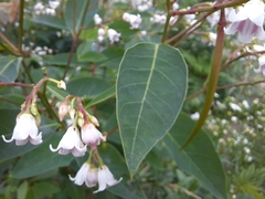 Apocynum androsaemifolium image