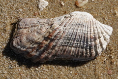 Arca navicularis