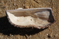 Arca navicularis