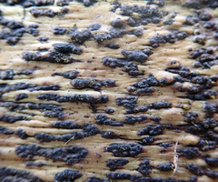 Astrothelium nigratum