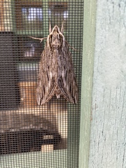 Sphinx canadensis