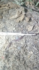Rena humilis humilis