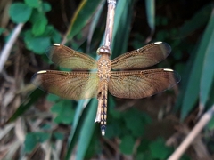 Neurothemis terminata