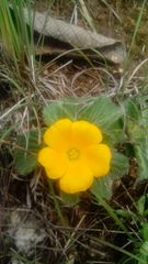 Turnera callosa
