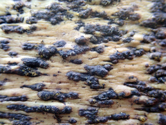 Astrothelium nigratum