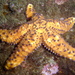 Granular Sea Star - Photo (c) Saspotato, some rights reserved (CC BY-NC-SA)