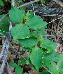 Trillium viridescens