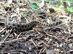 Thamnophis scaliger
