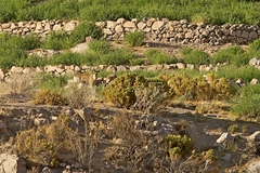 Hippocamelus antisensis