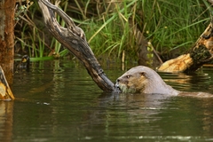 Lontra provocax
