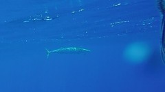 Acanthocybium solandri