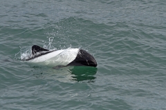 Cephalorhynchus commersonii