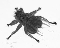 Stenepteryx hirundinis