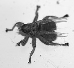 Stenepteryx hirundinis