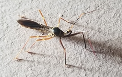 Isocondylus elongatus