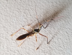 Isocondylus elongatus