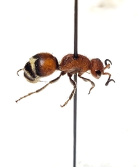 Timulla dubitatiformis