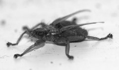 Stenepteryx hirundinis