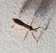 Isocondylus elongatus