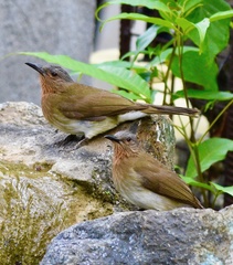 Hypsipetes philippinus