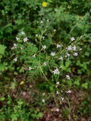 Valeriana transjenisensis