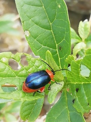 Asphaera abdominalis