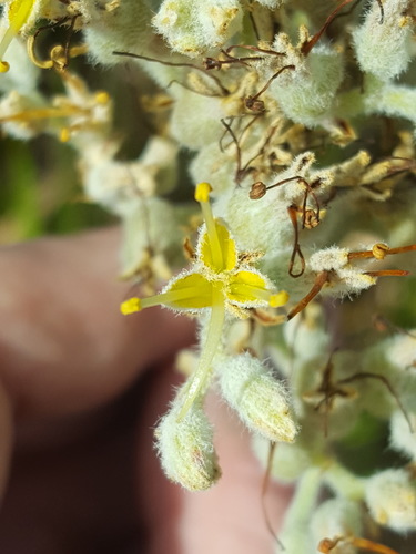 Lachnanthes caroliana, photograph 6