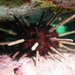 Eastern Pencil Urchin - Photo (c) John Turnbull, some rights reserved (CC BY-NC-SA)