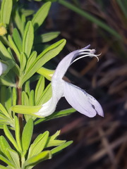 Conradina grandiflora var. etonia image