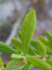 Conradina grandiflora var. etonia image