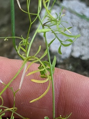 Cardamine parviflora