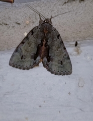 Catocala grynea