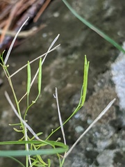 Cardamine parviflora
