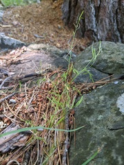 Cardamine parviflora