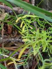 Cardamine parviflora